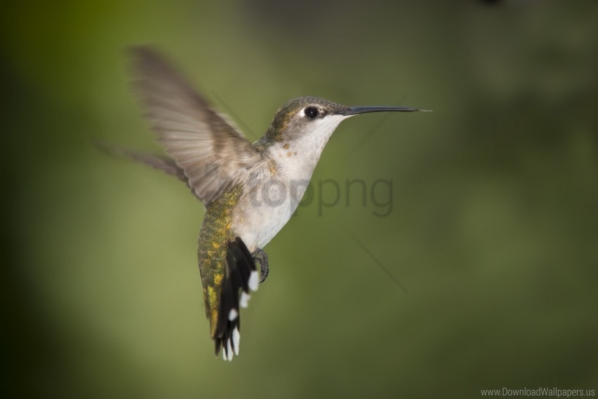 beak birds fly hummingbirds swing wallpaper PNG Graphic Isolated with Clear Background