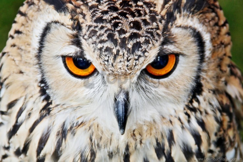 Beak Close Up Eyes Owl Wallpaper PNG Images With No Background Assortment