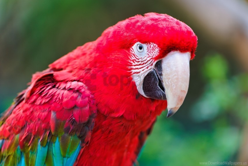 beak color parrot red wallpaper Background-less PNGs
