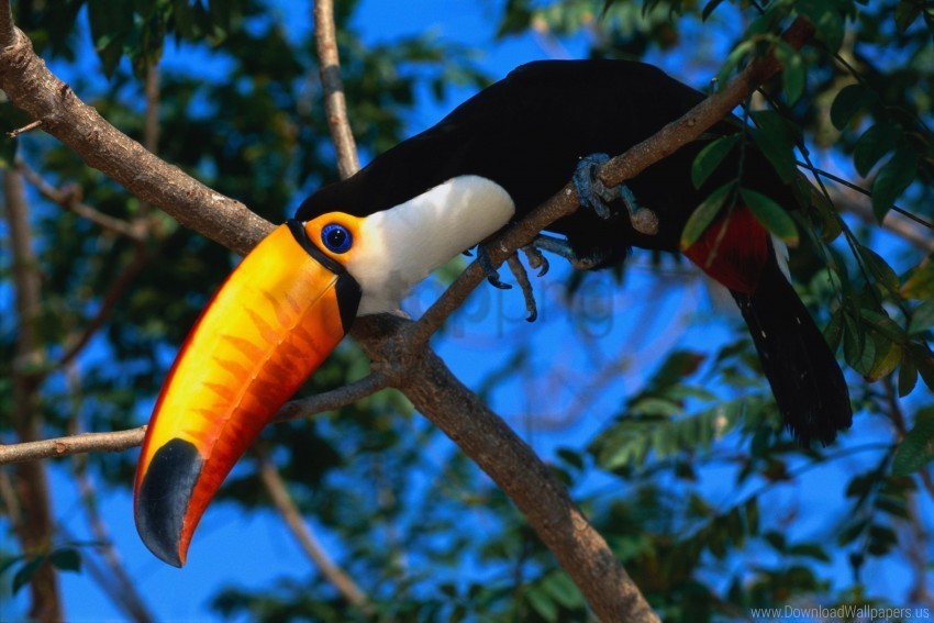 Beak Color Toucan Tree Wallpaper Clear PNG Pictures Package