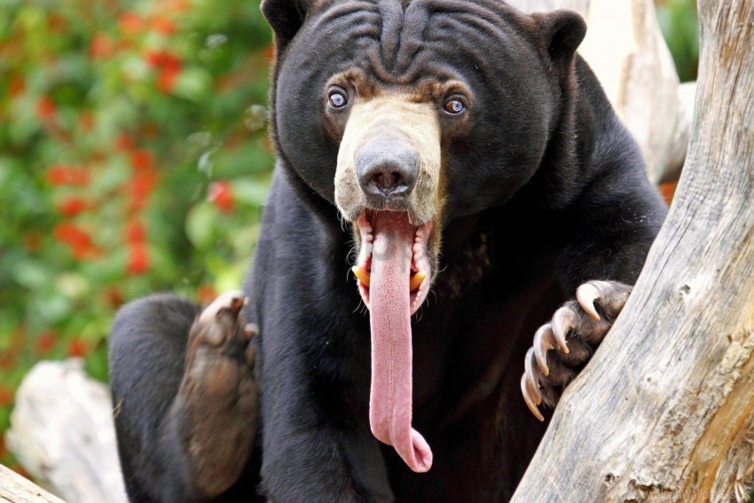 Bear Color Long Tongue Surprise Tongue Wallpaper Transparent PNG Images For Design