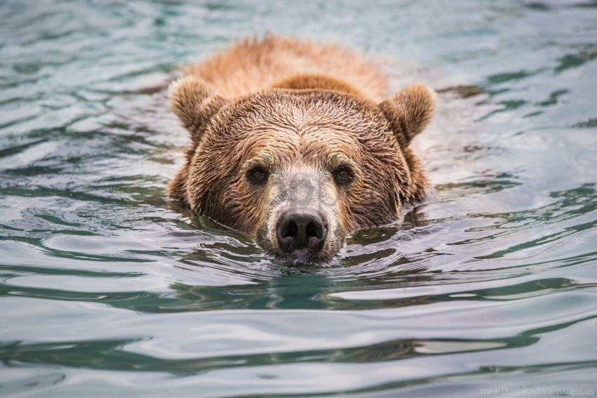 Bear Face Look Water Wet Wallpaper PNG Transparent Photos Assortment