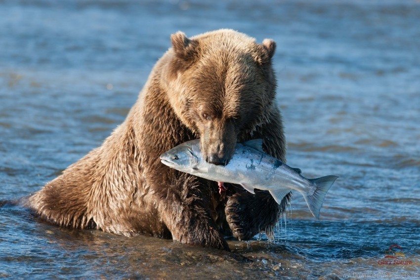 bear fish fishing water wallpaper PNG images with high transparency