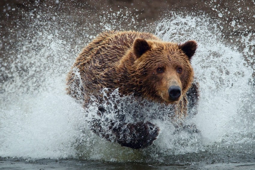 bear run splash wallpaper PNG images with alpha transparency wide collection
