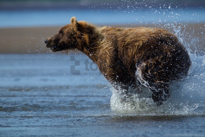 bear run water wet wallpaper Isolated Subject on HighQuality Transparent PNG
