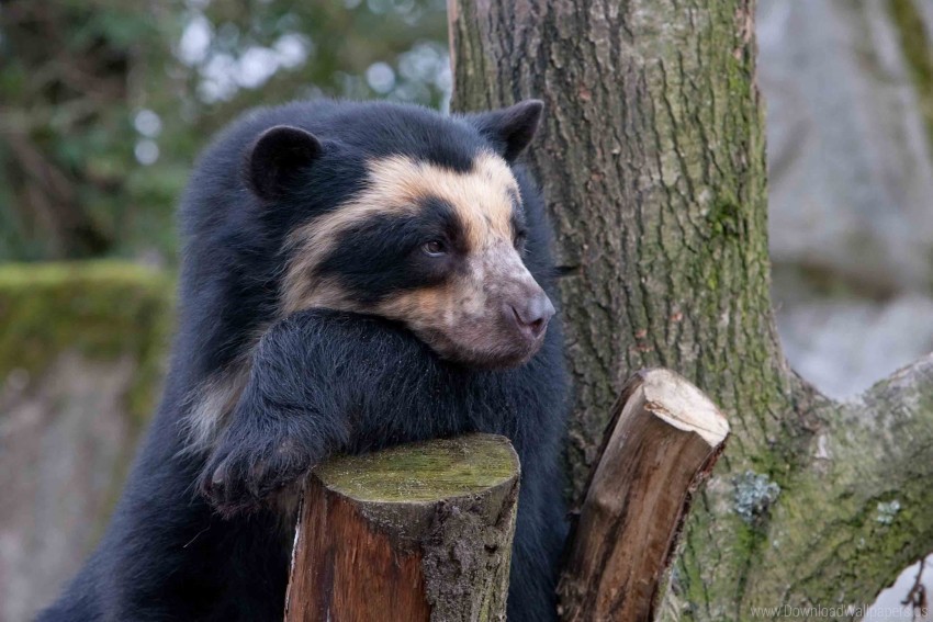 bear sadness spectacled bear wood wallpaper PNG images with transparent canvas variety