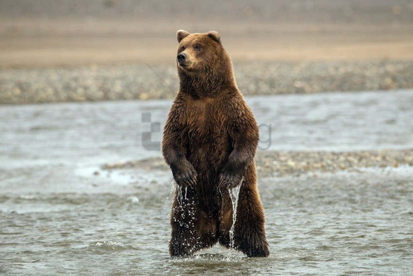 bear sea stand wet wallpaper Isolated Icon in HighQuality Transparent PNG