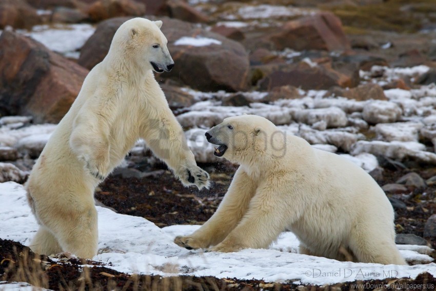 bears couple fight playful wallpaper Isolated Subject in HighQuality Transparent PNG