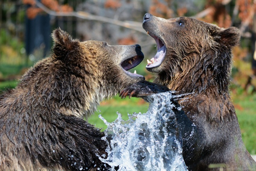 bears grizzly bear sparring spray wallpaper PNG transparent photos assortment
