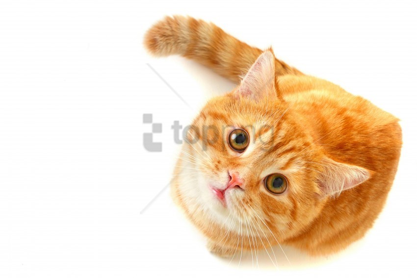 beautiful blush cat face striped thick wallpaper Isolated Illustration on Transparent PNG