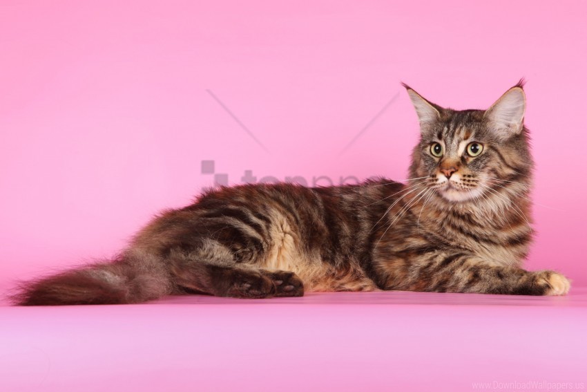 beautiful cat fluffy maine coon thick wallpaper Clear Background PNG Isolated Graphic