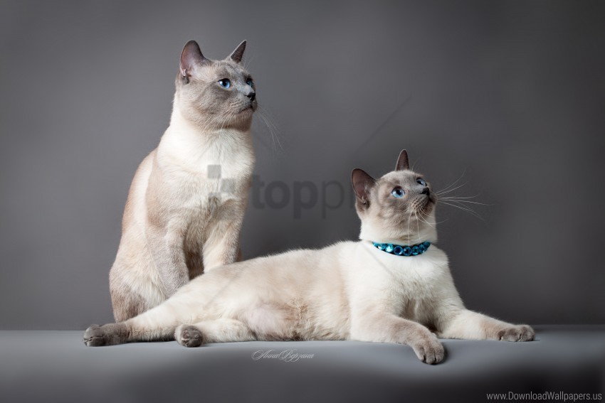 beautiful cats couple thai cat thoroughbred wallpaper Transparent PNG images bundle