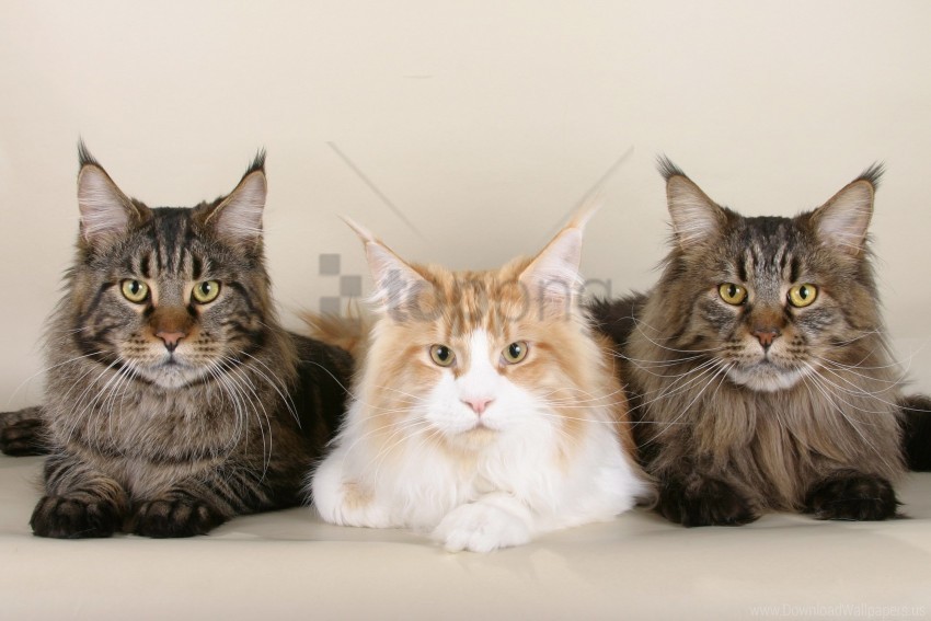 beautiful cats fluffy maine coon three wallpaper Transparent Background Isolated PNG Design
