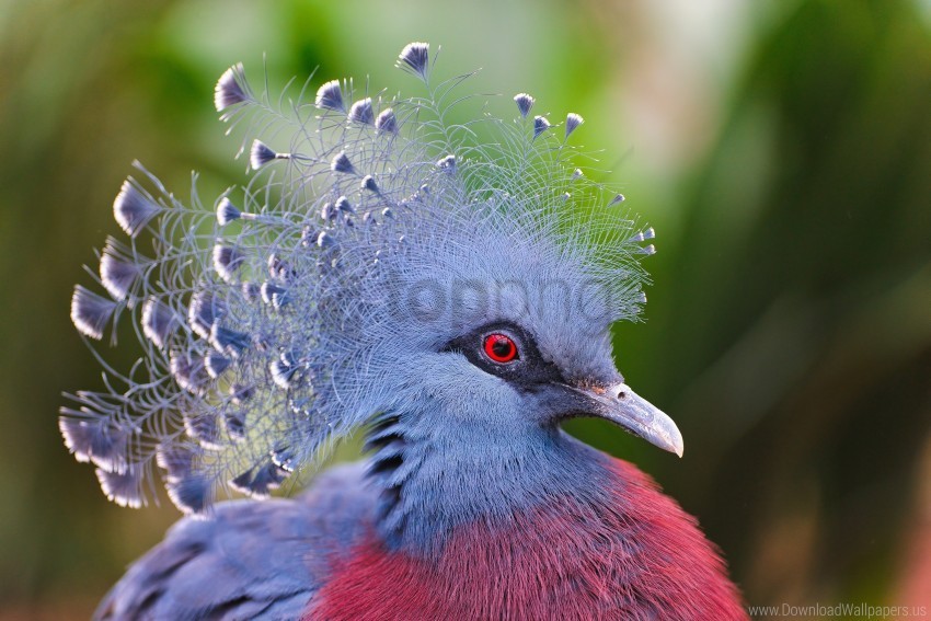 beautiful crowned pigeon feathers head wallpaper Clear Background PNG Isolated Item