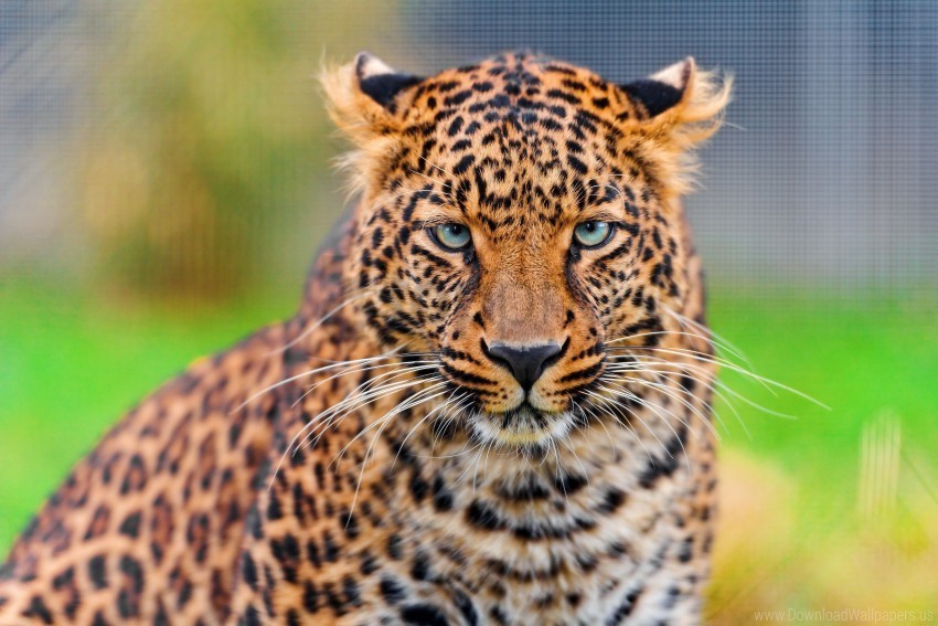 beautiful eyes face leopard wallpaper Clear PNG file