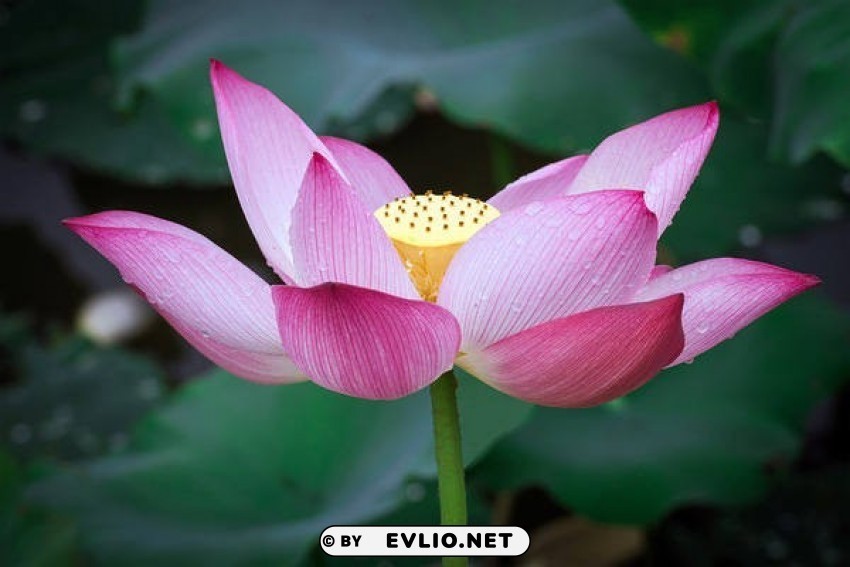 Beautiful Lotus Isolated Element In Transparent PNG