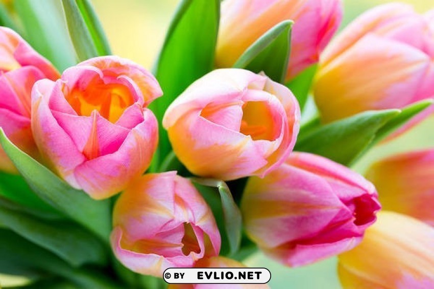 beautiful pink tulips Transparent PNG Isolated Element with Clarity