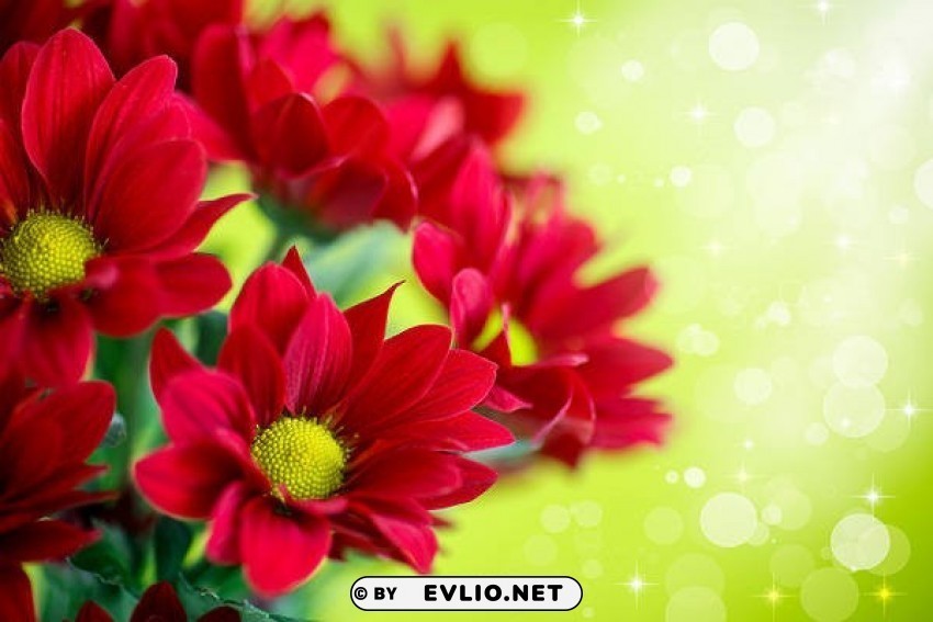 beautiful red flowers Transparent PNG vectors