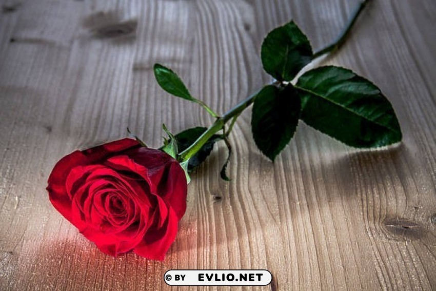 beautiful roses Isolated Subject with Transparent PNG
