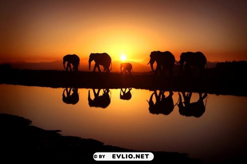 beautiful sunset and elephants PNG isolated