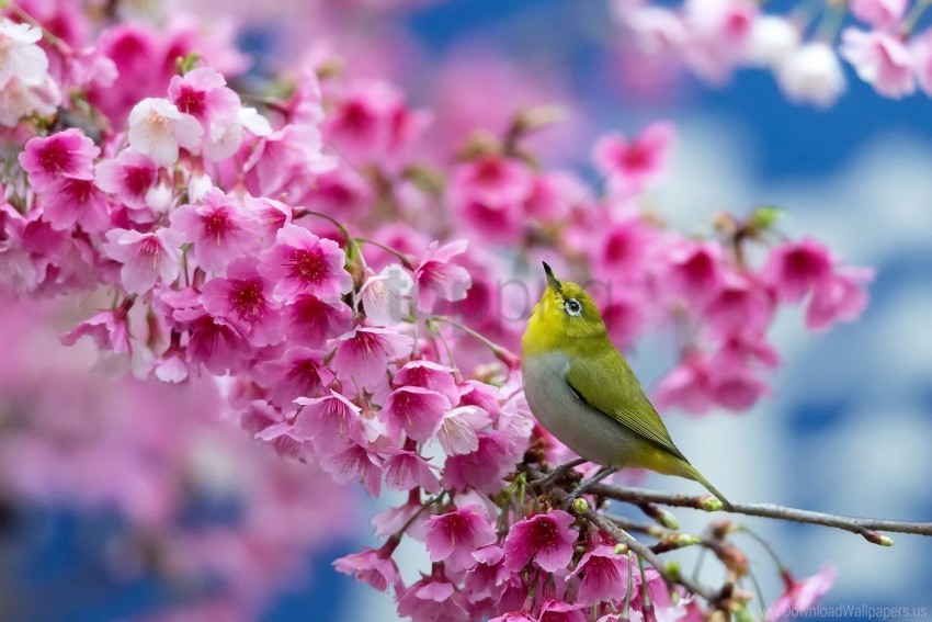 beauty branch cherry flowers japanese white-eye spring wallpaper Transparent PNG Isolated Subject