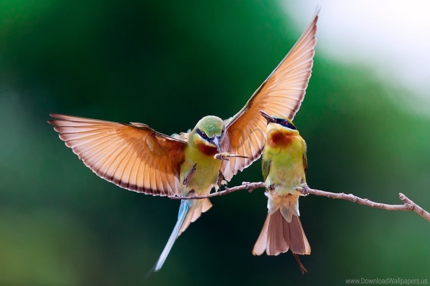 bee-eater bird branch couple wallpaper PNG clipart with transparency