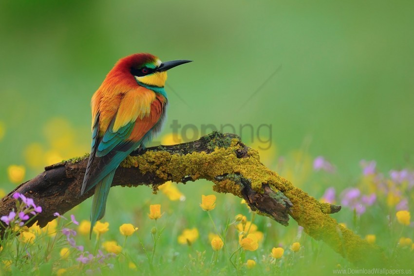 bee-eater bird branch flower wallpaper Isolated Graphic on HighQuality Transparent PNG