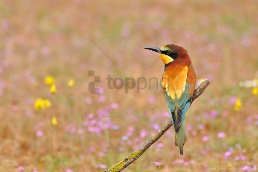 bee-eater flowers golden bee-eater poultry wallpaper ClearCut Background PNG Isolated Element