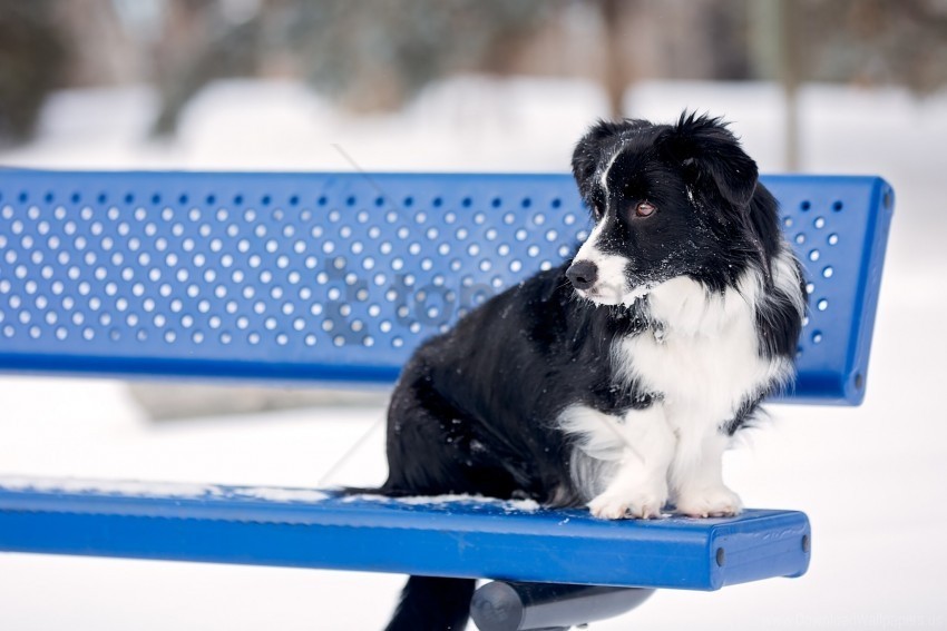 bench border collie dog snow wallpaper PNG free download