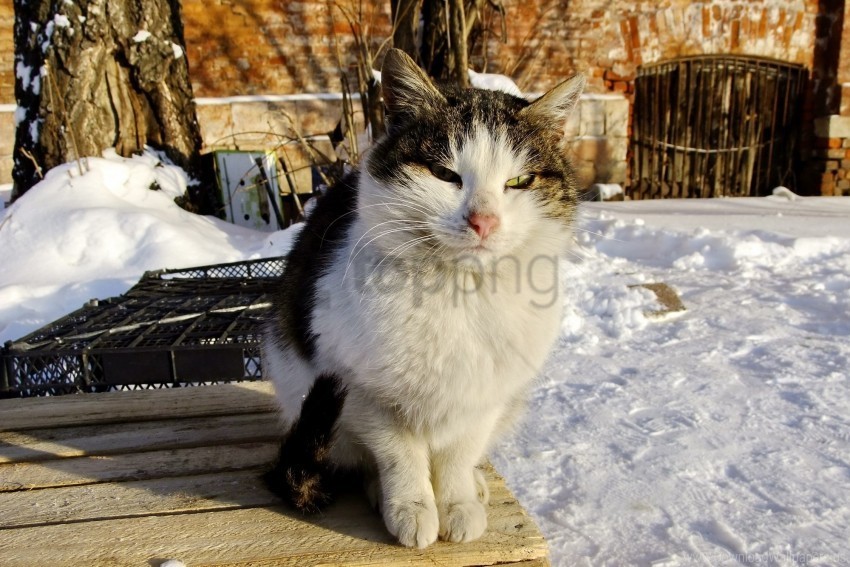 bench cat furry homeless snow street wallpaper Isolated Character in Transparent PNG