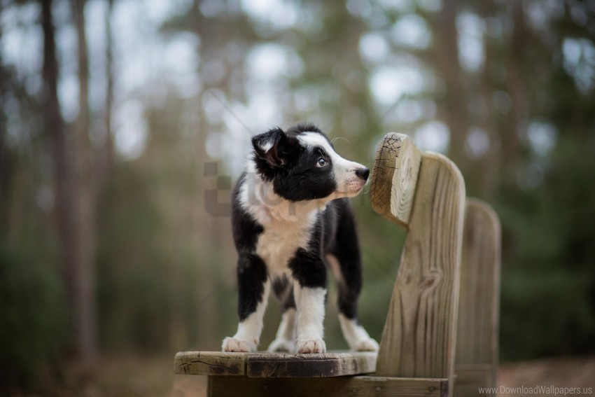 bench dog puppy spotted wallpaper PNG with Clear Isolation on Transparent Background