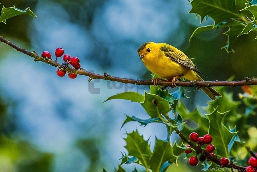 berries bird twig warbler wallpaper PNG Isolated Object with Clear Transparency