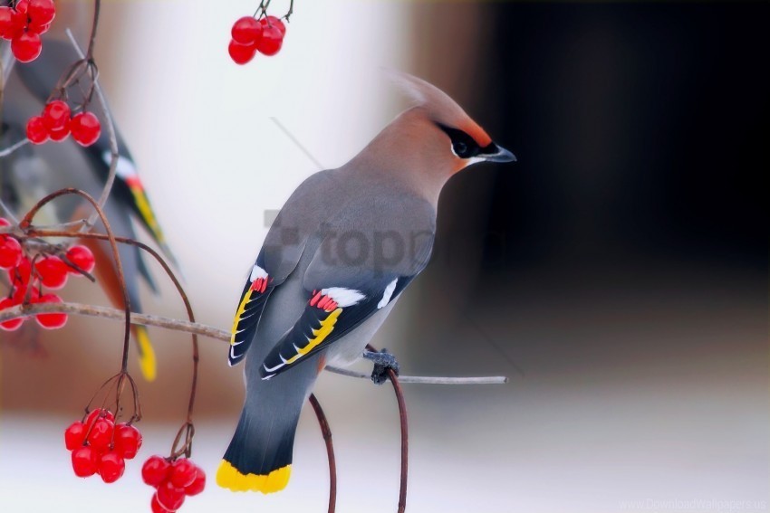 berry bird branch sit waxwing wallpaper Transparent Background PNG Isolated Element