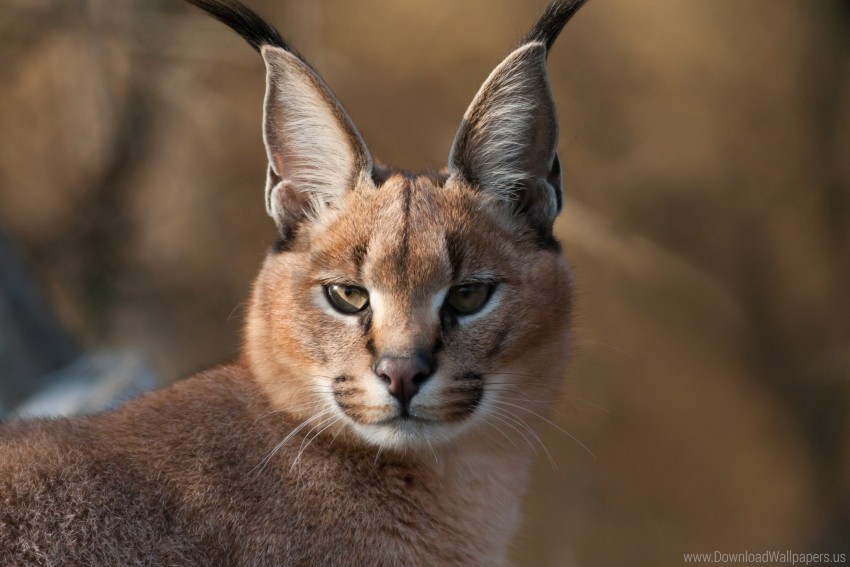 big cat blurring eyes lynx muzzle predator wallpaper High-resolution transparent PNG images