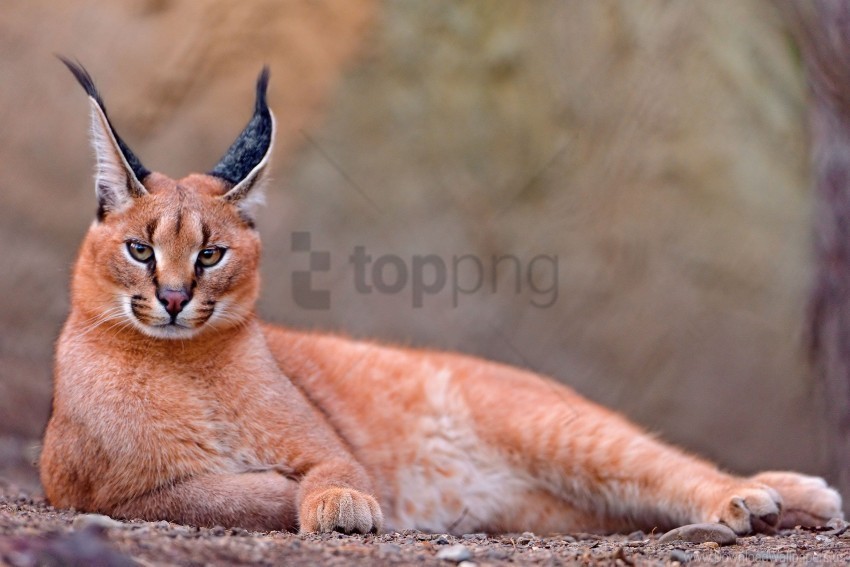 big cat caracal lay wallpaper ClearCut Background PNG Isolated Element