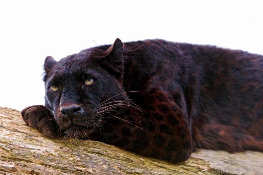big cat carnivore down nap panther wallpaper PNG Image with Transparent Isolated Graphic