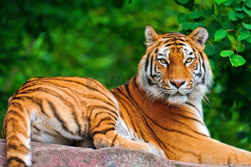big cat carnivore lie stone tiger wallpaper Transparent PNG images for design