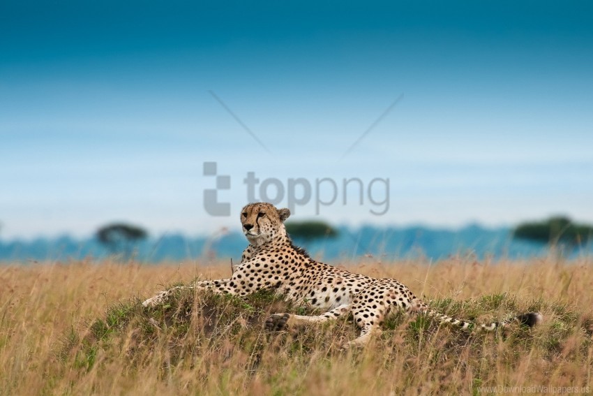big cat cheetah grass leisure leopard wallpaper PNG images with no royalties