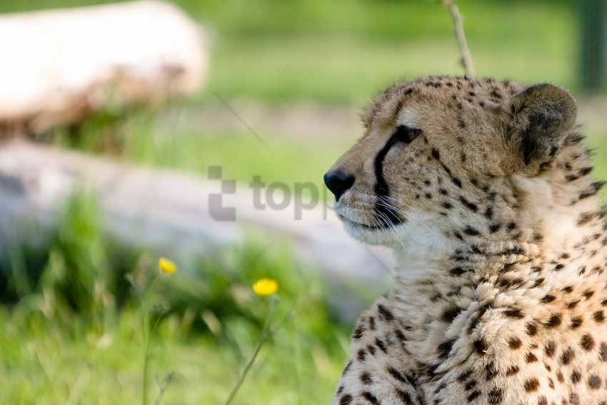 big cat cheetah muzzle predator pro wallpaper PNG transparent photos vast variety
