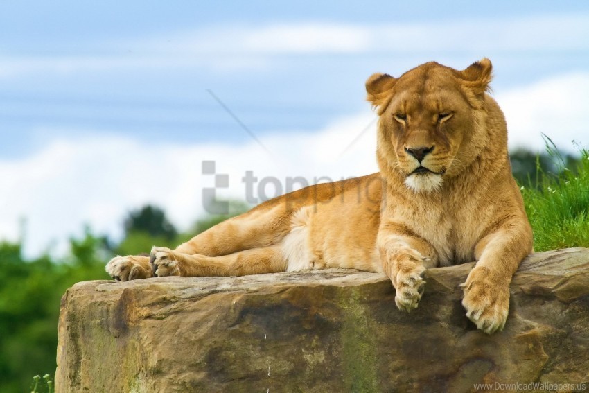 big cat down lion predator stone wallpaper PNG free download