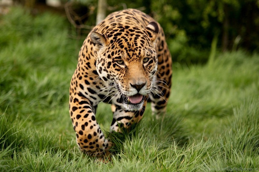 big cat escape leopard predator wallpaper HighResolution PNG Isolated Illustration