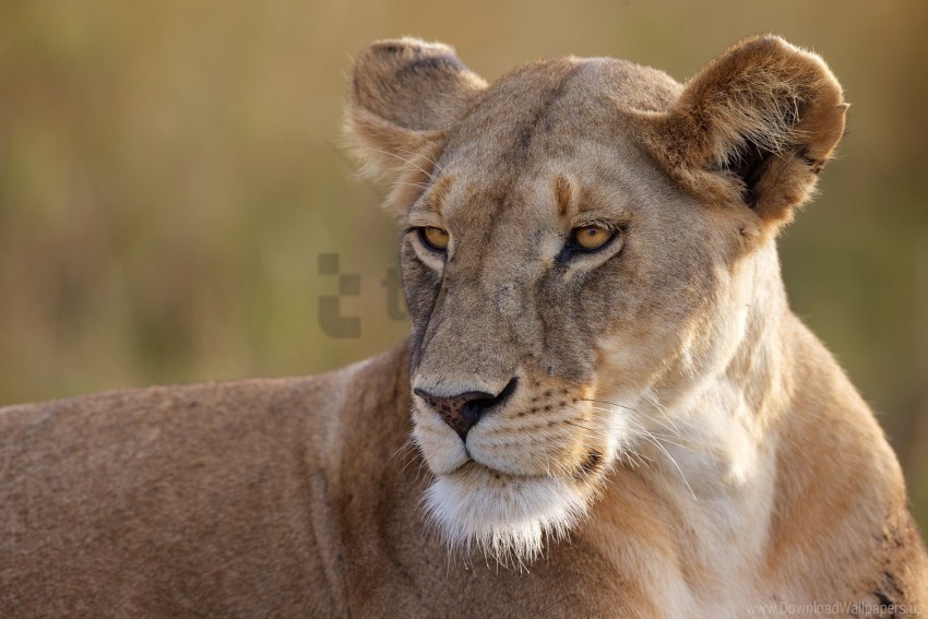 big cat eyes lioness predator wallpaper PNG for personal use