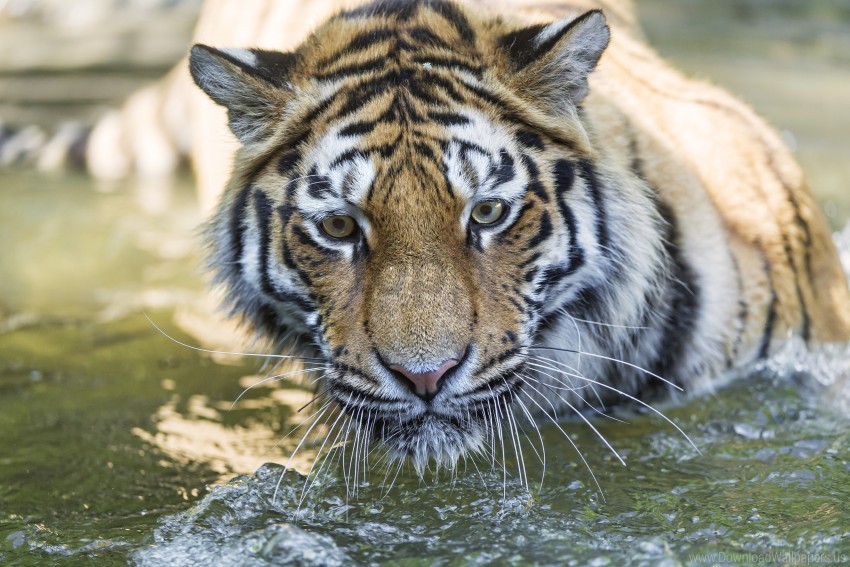 big cat eyes muzzle predator tiger wallpaper PNG file without watermark