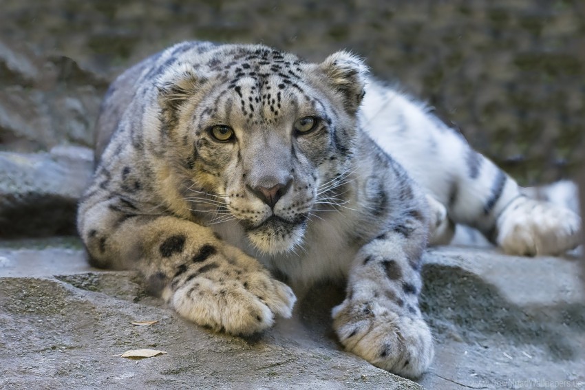 big cat eyes predator snow leopard wallpaper Transparent Background PNG Isolated Icon