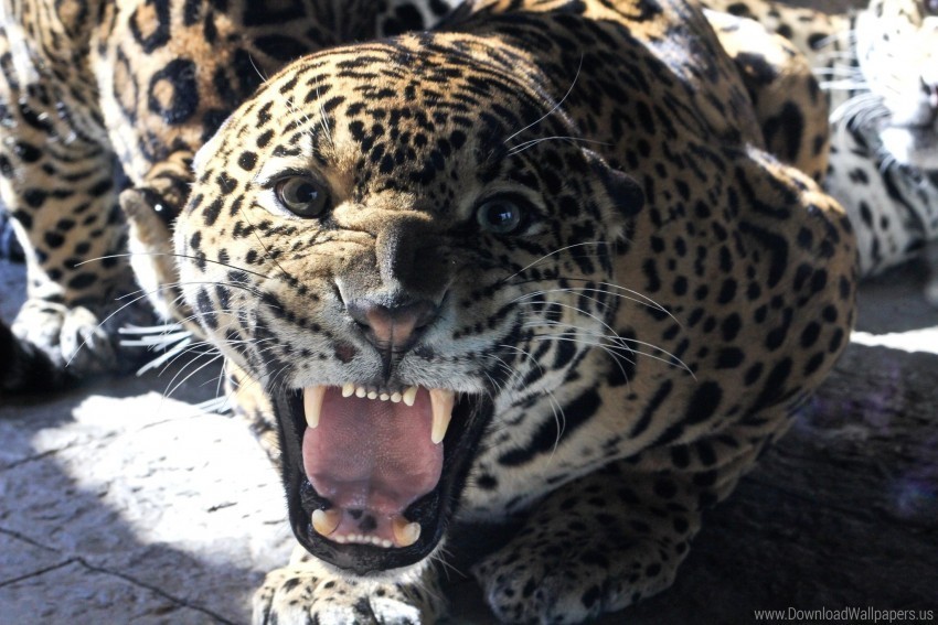 big cat face glance grin jaguar teeth wallpaper PNG images with transparent canvas variety