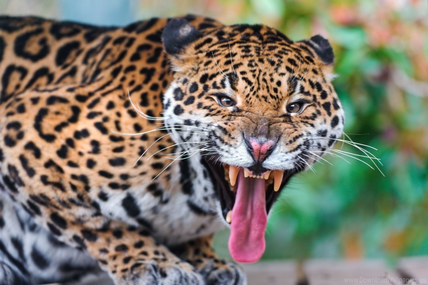 big cat face jaguar predator teeth wallpaper PNG files with no background assortment