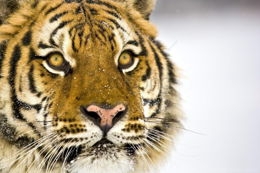 big cat face predator striped tiger wallpaper Clear PNG photos