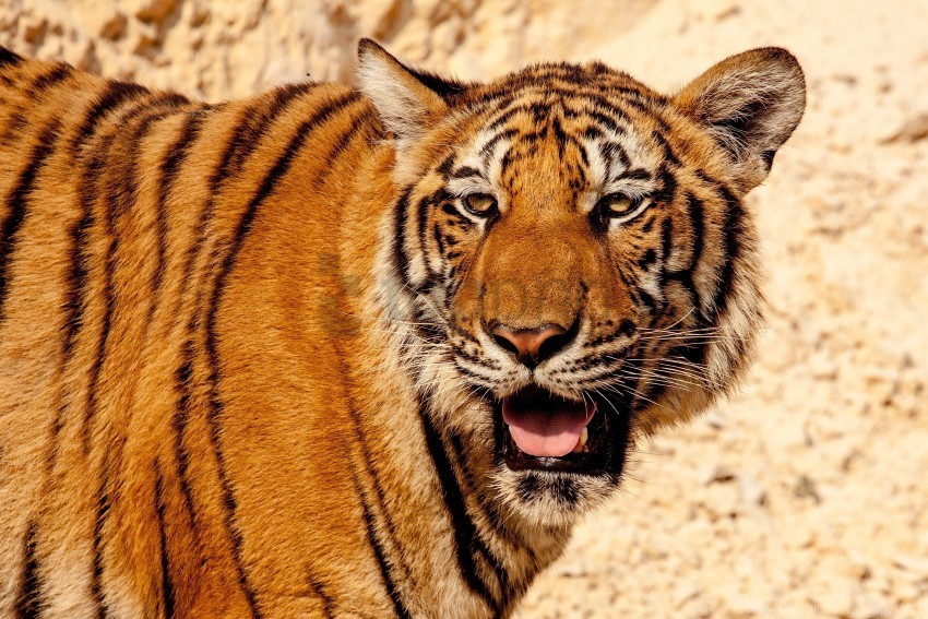 big cat face predator tiger wallpaper Isolated Item in HighQuality Transparent PNG