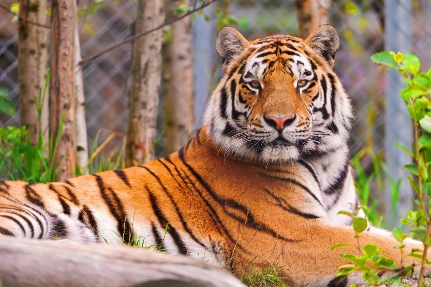 big cat face predator tiger wallpaper PNG for free purposes