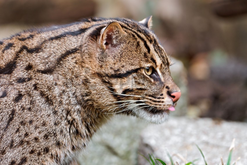 big cat fishing cat muzzle pro spotted tongue wallpaper Clear Background PNG Isolation